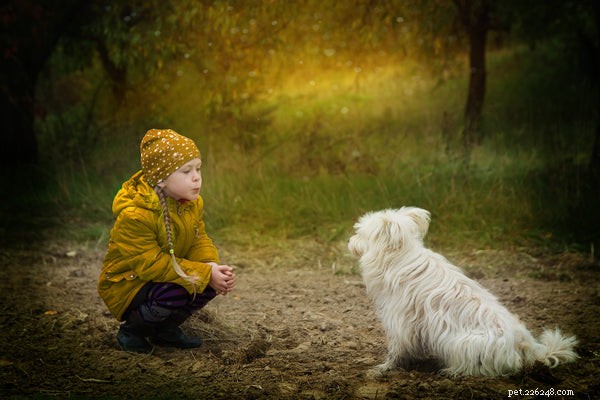 Understanding a Dog s Life Cycle: From Puppy to Senior