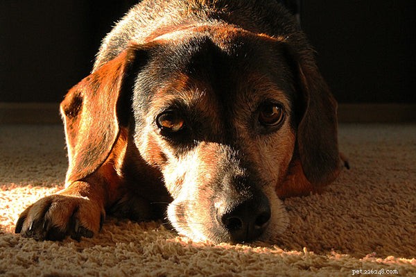 Understanding a Dog s Life Cycle: From Puppy to Senior