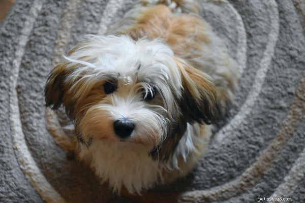 The Complete Guide to Havanese Rescue Dogs: Care, Traits, and Adoption