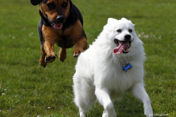 Everything You Need to Know About the American Eskimo Dog