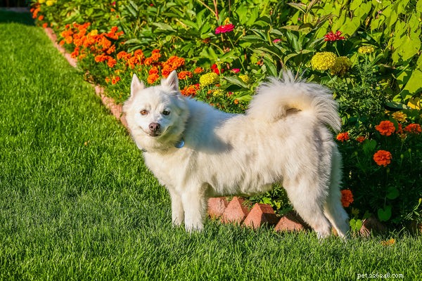 Everything You Need to Know About the American Eskimo Dog
