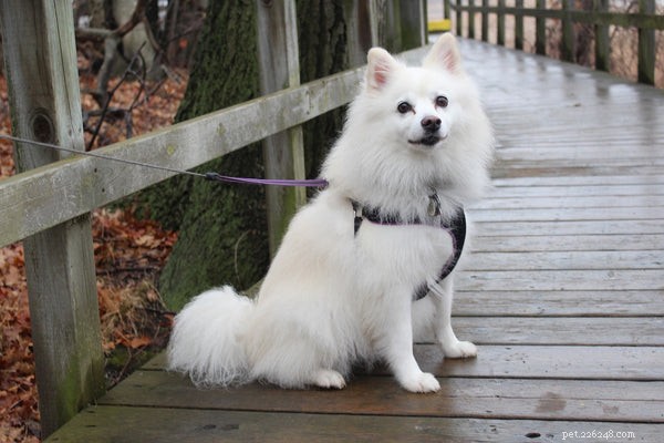 Everything You Need to Know About the American Eskimo Dog