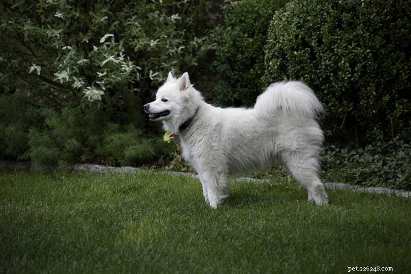 Everything You Need to Know About the American Eskimo Dog