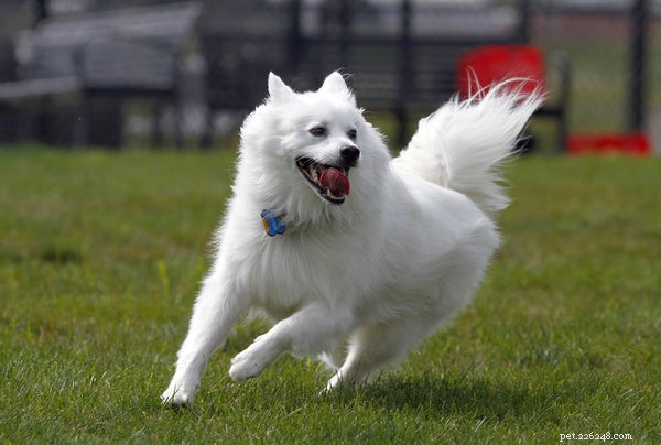 Everything You Need to Know About the American Eskimo Dog