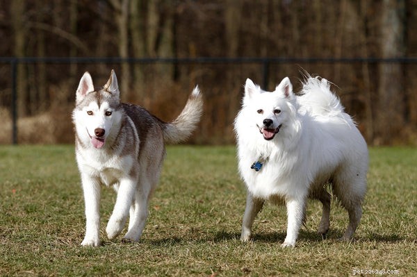 Everything You Need to Know About the American Eskimo Dog