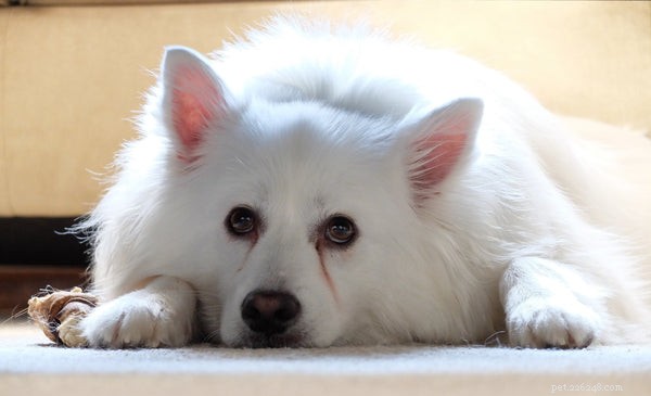 Everything You Need to Know About the American Eskimo Dog