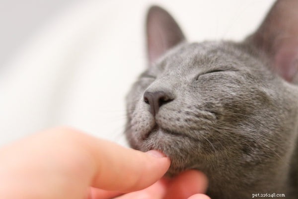Discover the Russian Blue Cat: Personality, Care, and Why They re the Ideal Family Companion
