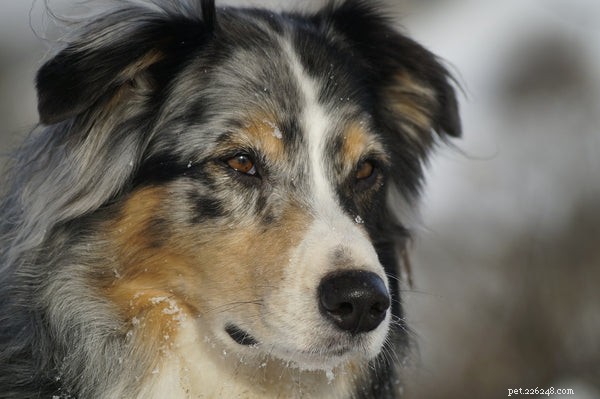 Australian Shepherd Rescue Guide: Essential Facts for New Owners