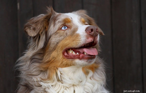 Australian Shepherd Rescue Guide: Essential Facts for New Owners