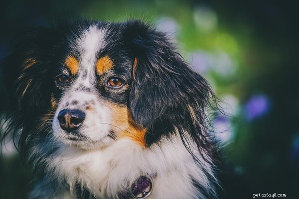 Australian Shepherd Rescue Guide: Essential Facts for New Owners