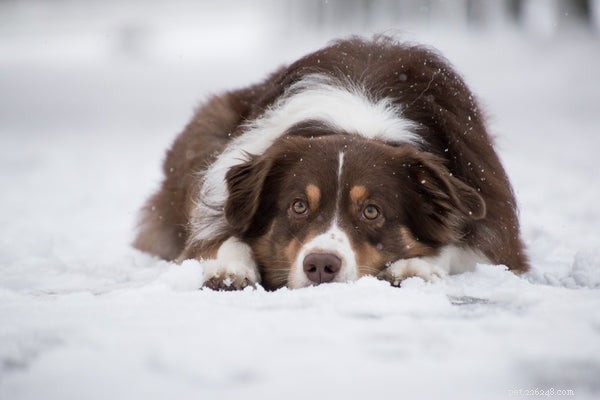 Australian Shepherd Rescue Guide: Essential Facts for New Owners