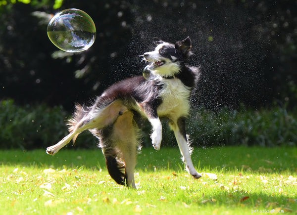 10 Incredible Insights Into the Dog Brain
