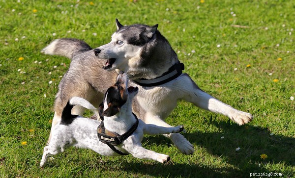 10 Incredible Insights Into the Dog Brain