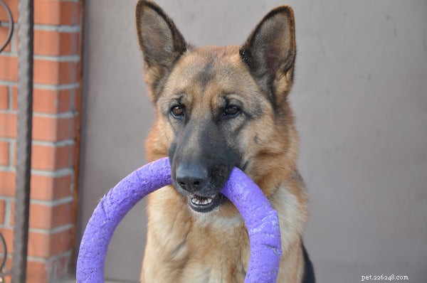 10 Incredible Insights Into the Dog Brain