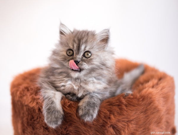 Why Cats Lick You: Key Insights into Their Grooming & Affection