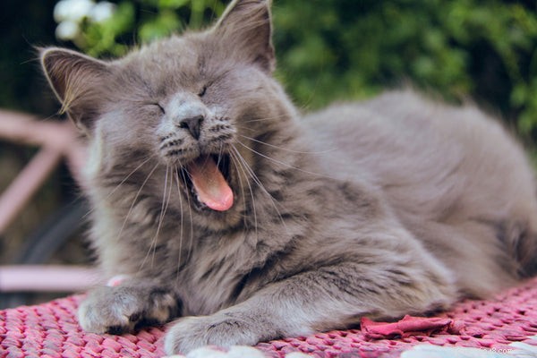 Why Cats Lick You: Key Insights into Their Grooming & Affection