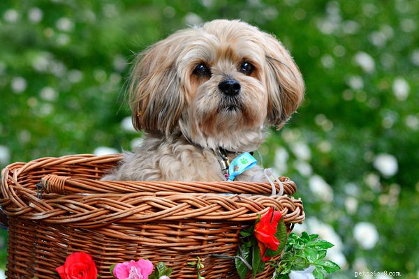 All About the Lhasa Apso: Traits, Care, and Lifespan Guide