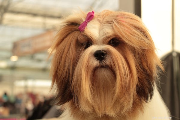 All About the Lhasa Apso: Traits, Care, and Lifespan Guide