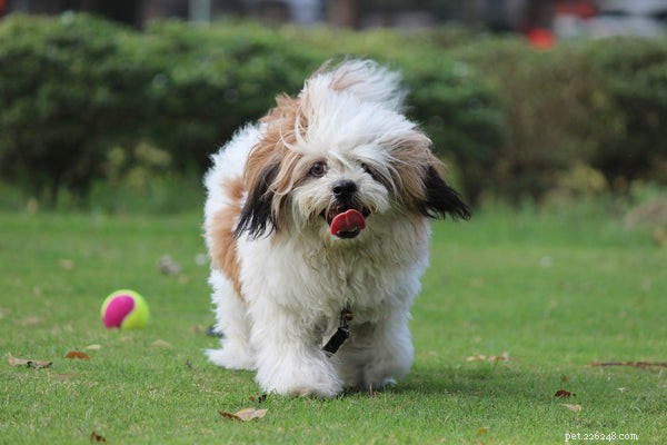 All About the Lhasa Apso: Traits, Care, and Lifespan Guide
