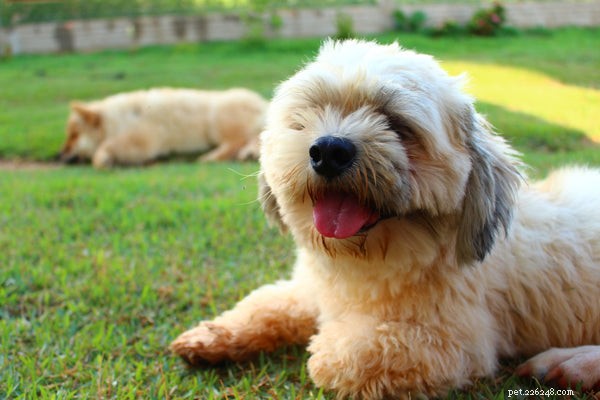 All About the Lhasa Apso: Traits, Care, and Lifespan Guide