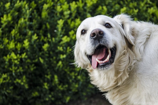 Vet‑Approved Essentials for Your New Puppy: The Ultimate Supply Guide