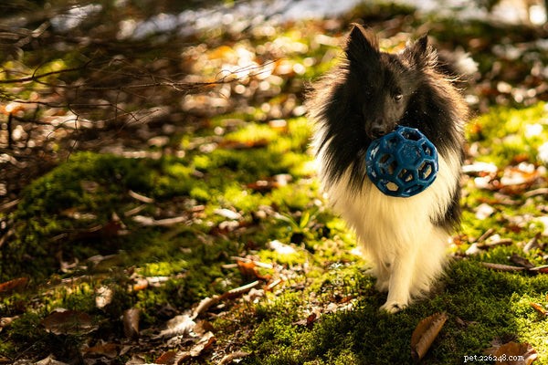 Vet‑Approved Essentials for Your New Puppy: The Ultimate Supply Guide
