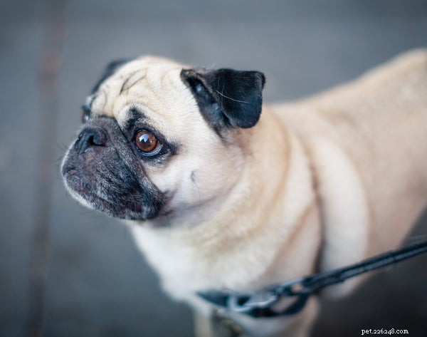 Vet‑Approved Essentials for Your New Puppy: The Ultimate Supply Guide