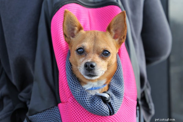 Vet‑Approved Essentials for Your New Puppy: The Ultimate Supply Guide