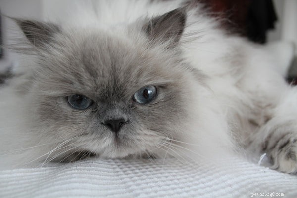 Everything You Need to Know About Adopting a Himalayan Cat