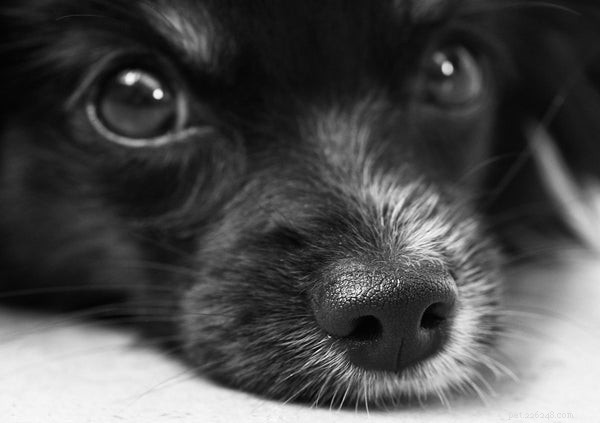 The Canine Nose Explained: 5 Essential Facts Every Dog Owner Should Know