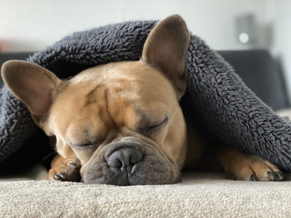 The Canine Nose Explained: 5 Essential Facts Every Dog Owner Should Know