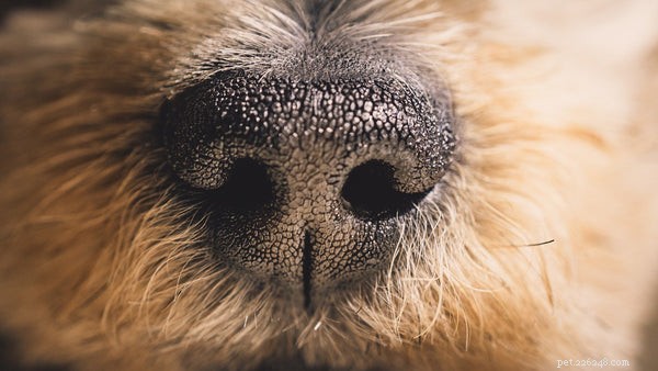 The Canine Nose Explained: 5 Essential Facts Every Dog Owner Should Know