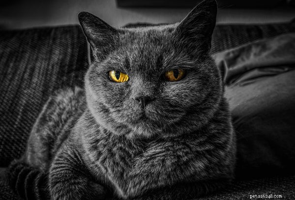 Top 3 Grey Cat Breeds You Can t Miss