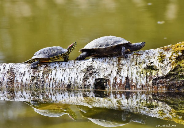 Top 5 Low-Maintenance Pets for Busy Lifestyles
