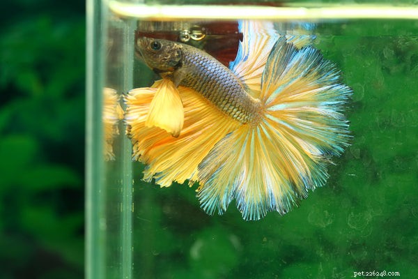 Top 5 Low-Maintenance Pets for Busy Lifestyles