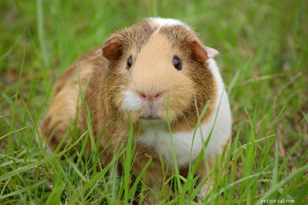 Top 5 Low-Maintenance Pets for Busy Lifestyles