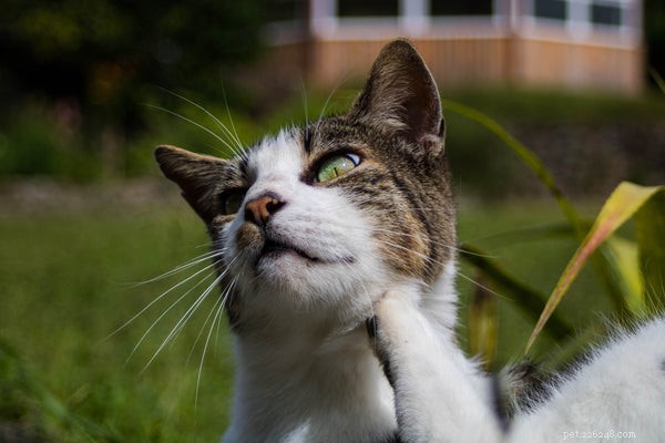 Top 3 Cat Flea Treatments: Safe & Effective Options for Your Feline