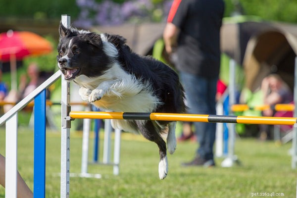 Dog Agility Training Explained: 5 Key Insights Every Owner Should Know