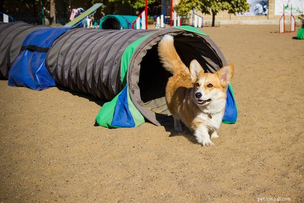 Dog Agility Training Explained: 5 Key Insights Every Owner Should Know