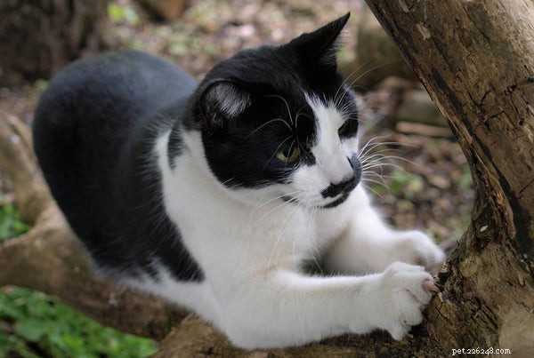 Why Every Cat Owner Needs a Scratching Post: Protect Furniture & Boost Wellness