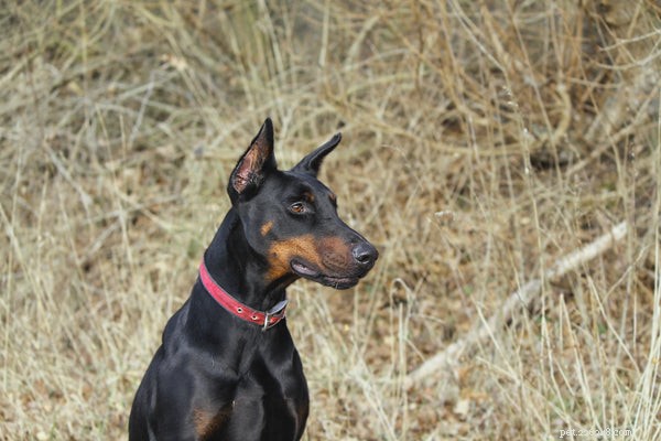 Essential Care Tips for Your Doberman Pinscher: A Comprehensive Guide