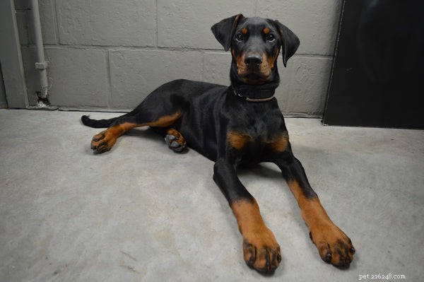 Essential Care Tips for Your Doberman Pinscher: A Comprehensive Guide