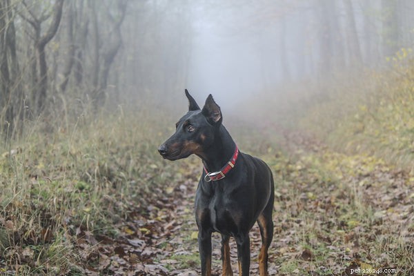 Essential Care Tips for Your Doberman Pinscher: A Comprehensive Guide