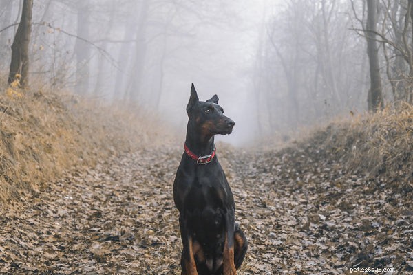 Essential Care Tips for Your Doberman Pinscher: A Comprehensive Guide