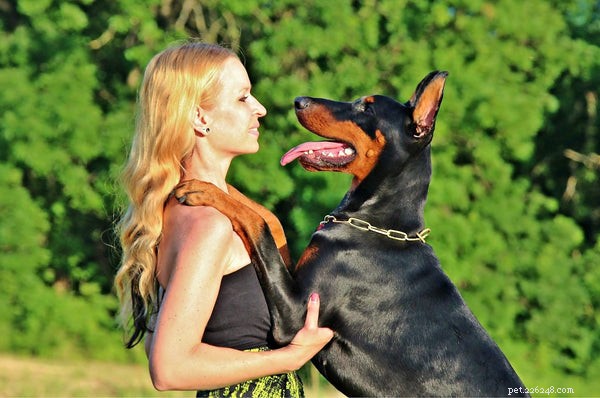 Essential Care Tips for Your Doberman Pinscher: A Comprehensive Guide