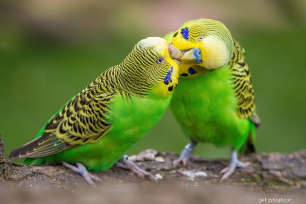 Discover the Five Best Pets for Every Home