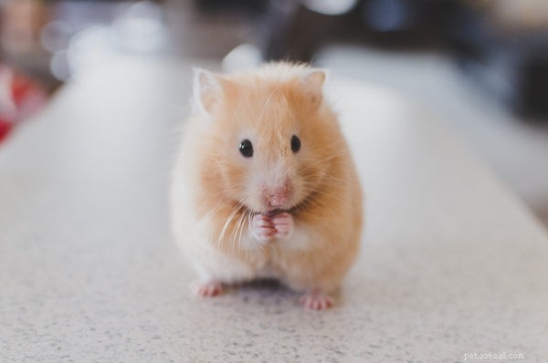 Discover the Five Best Pets for Every Home