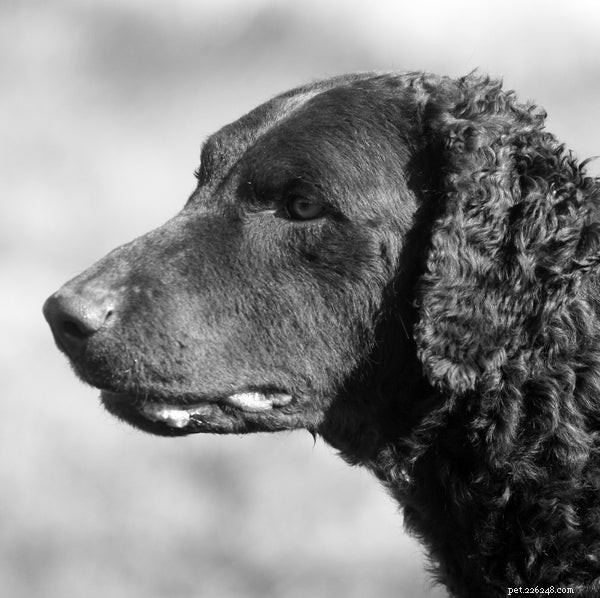 Choosing the Right Retriever: A Guide to Popular Retriever Dog Breeds