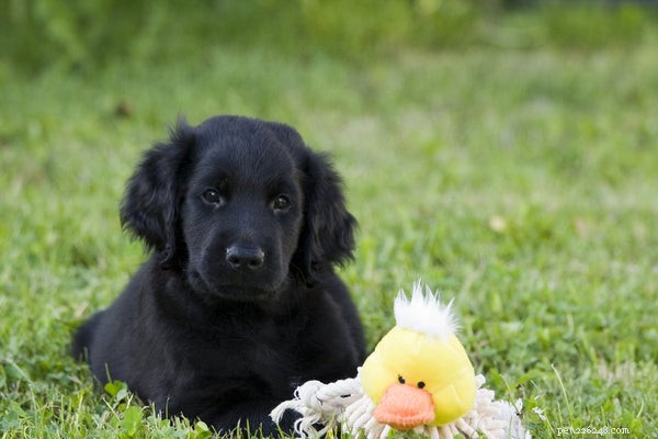 Choosing the Right Retriever: A Guide to Popular Retriever Dog Breeds
