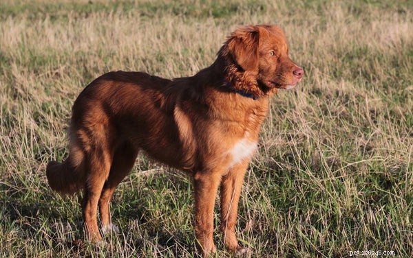 Choosing the Right Retriever: A Guide to Popular Retriever Dog Breeds